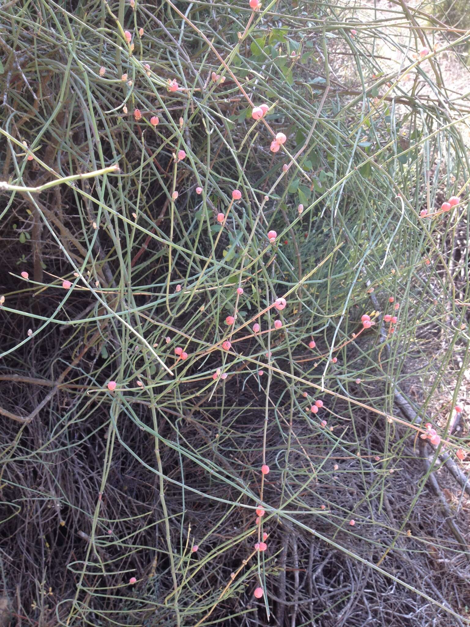 Plancia ëd Ephedra foeminea Forssk.