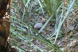 Image of Undulated Tinamou