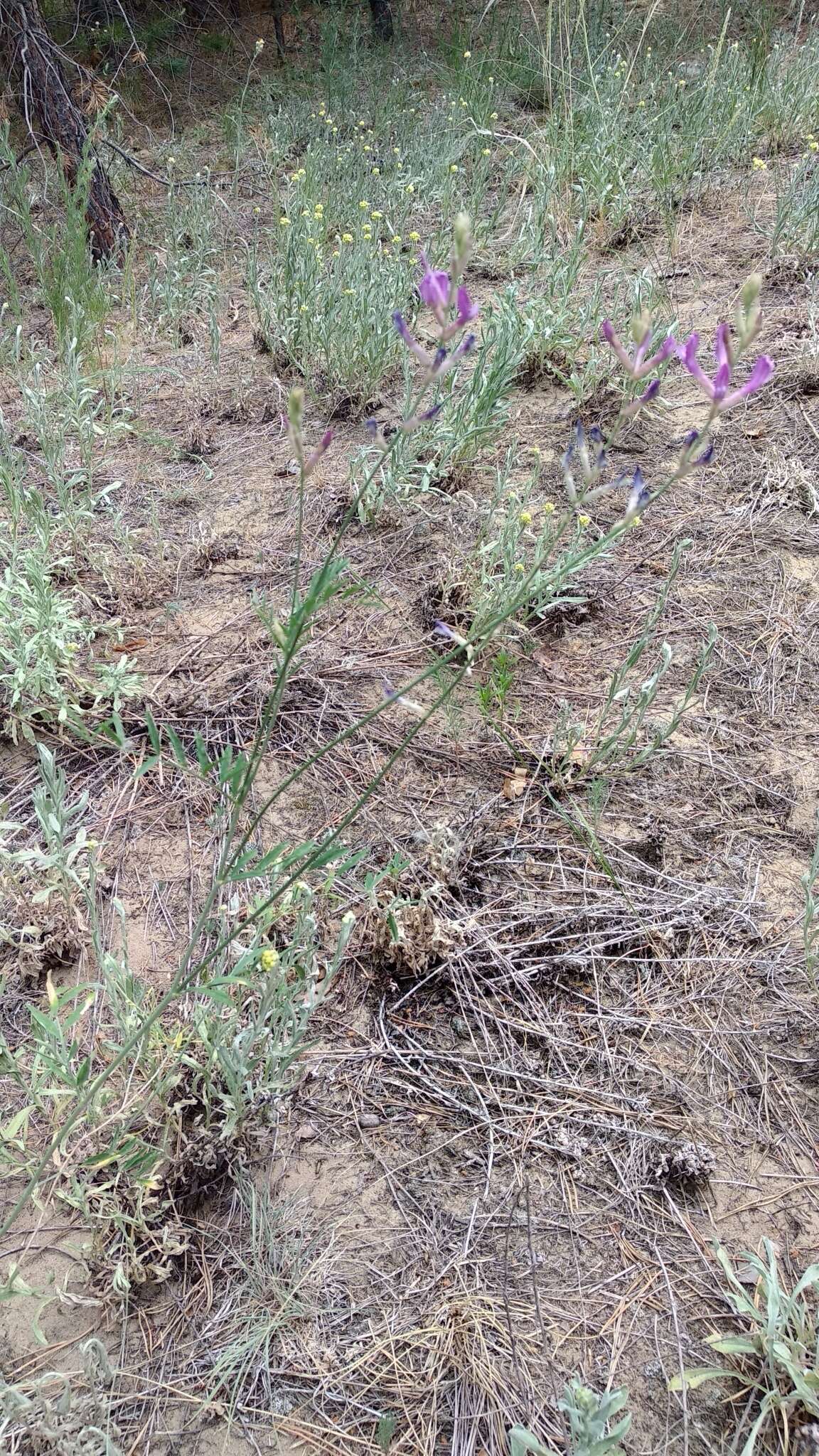 Imagem de Astragalus varius S. G. Gmelin