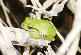 Image of Lemon-yellow tree frog