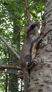 Image of American Flying Squirrels