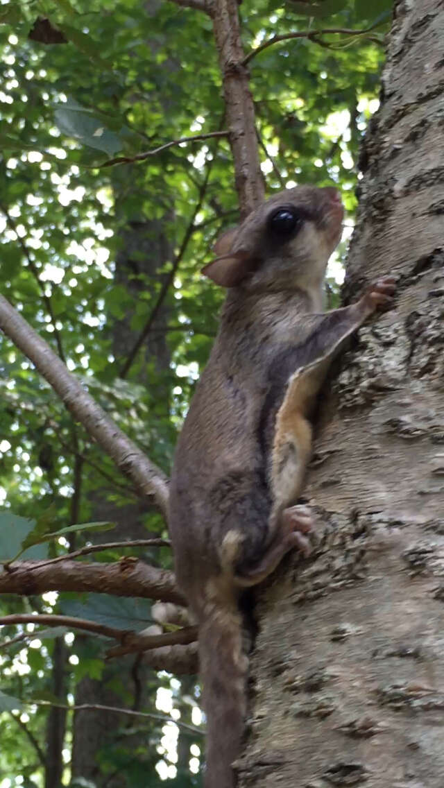 Image of American Flying Squirrels