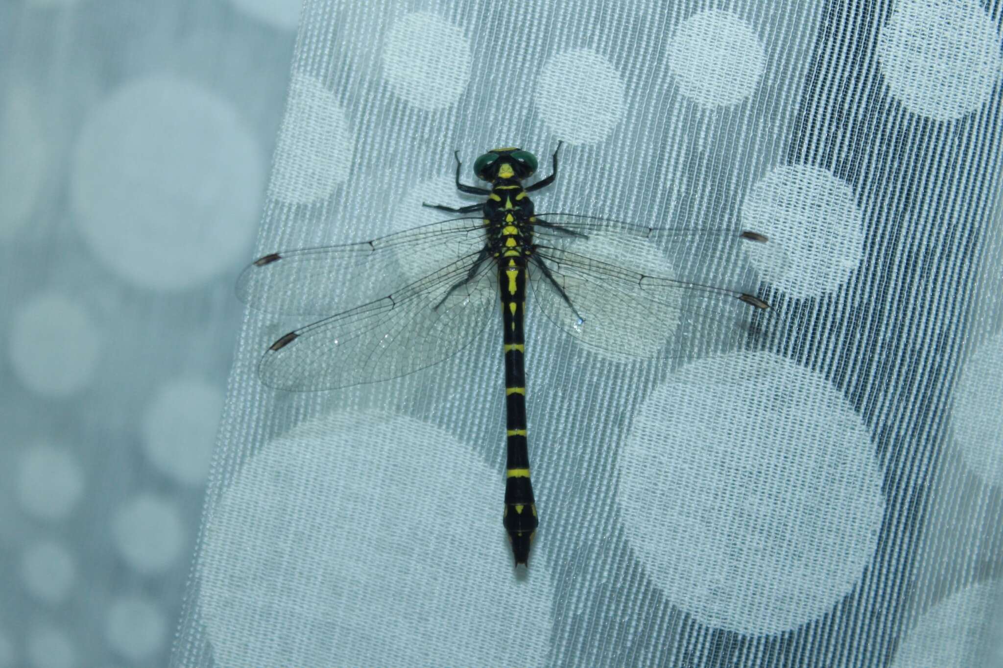 Image of Cyclogomphus flavoannulatus Rangnekar, Dharwadkar, Sadasivan & Subramanian 2019