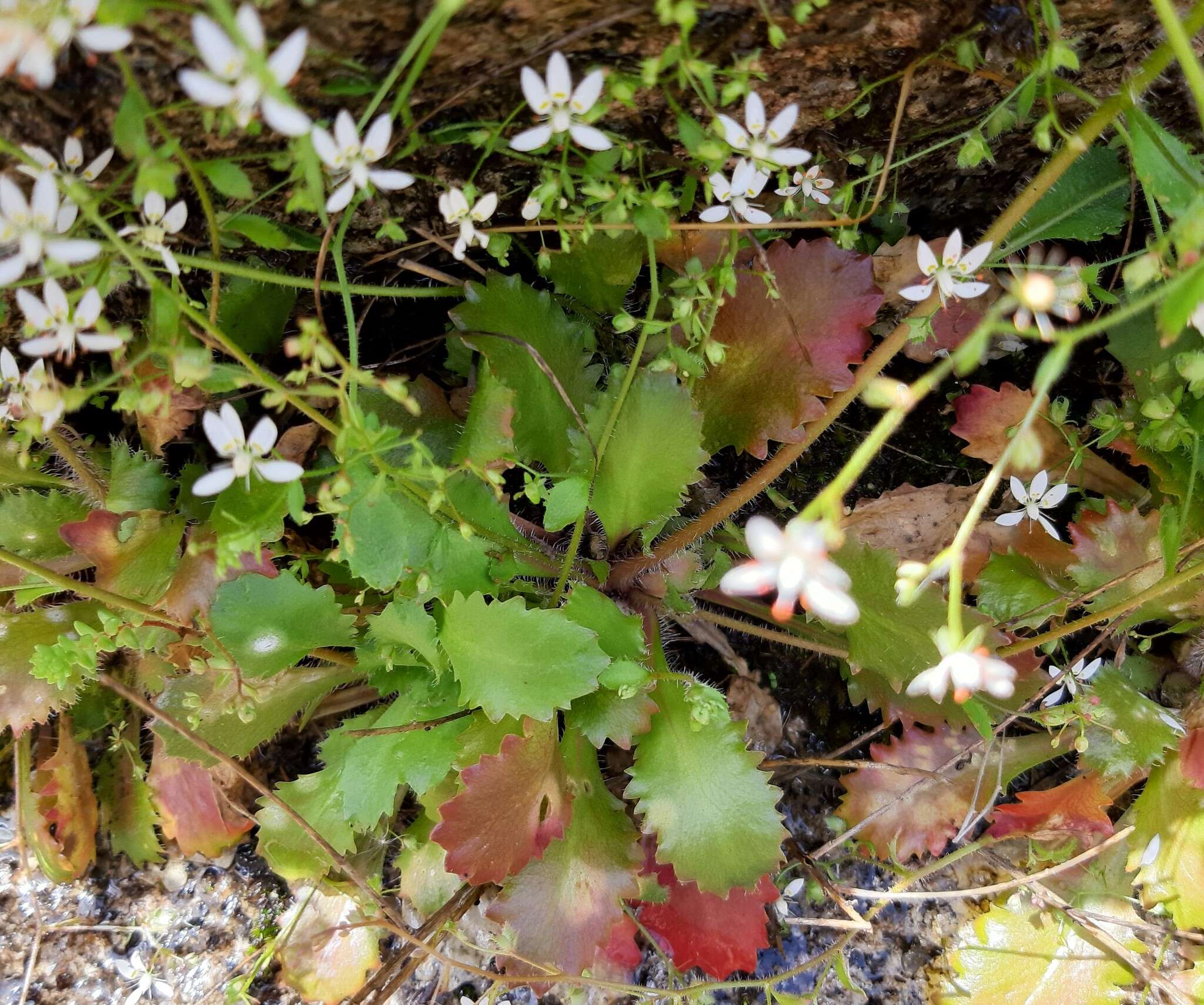 Imagem de Micranthes clusii subsp. lepismigena (Planellas) Gornall