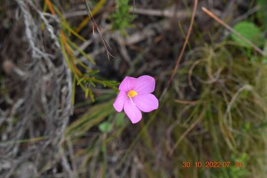 Image of Chironia jasminoides L.