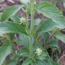 Image of Mint lippia