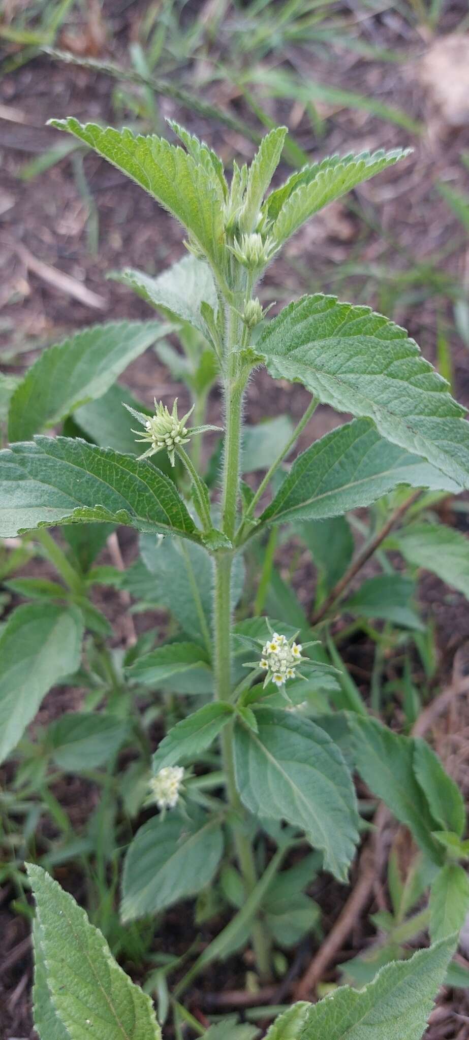 Image of Mint lippia