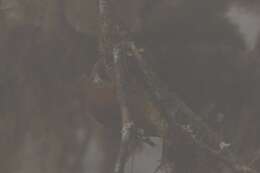 Image of Fulvous-dotted Treerunner