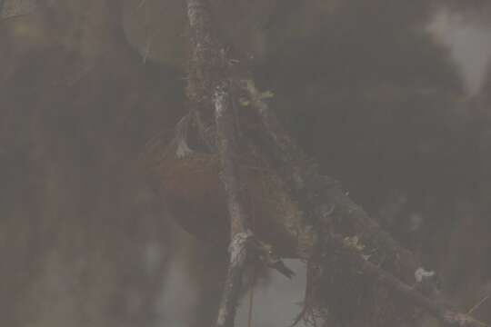 Image of Fulvous-dotted Treerunner