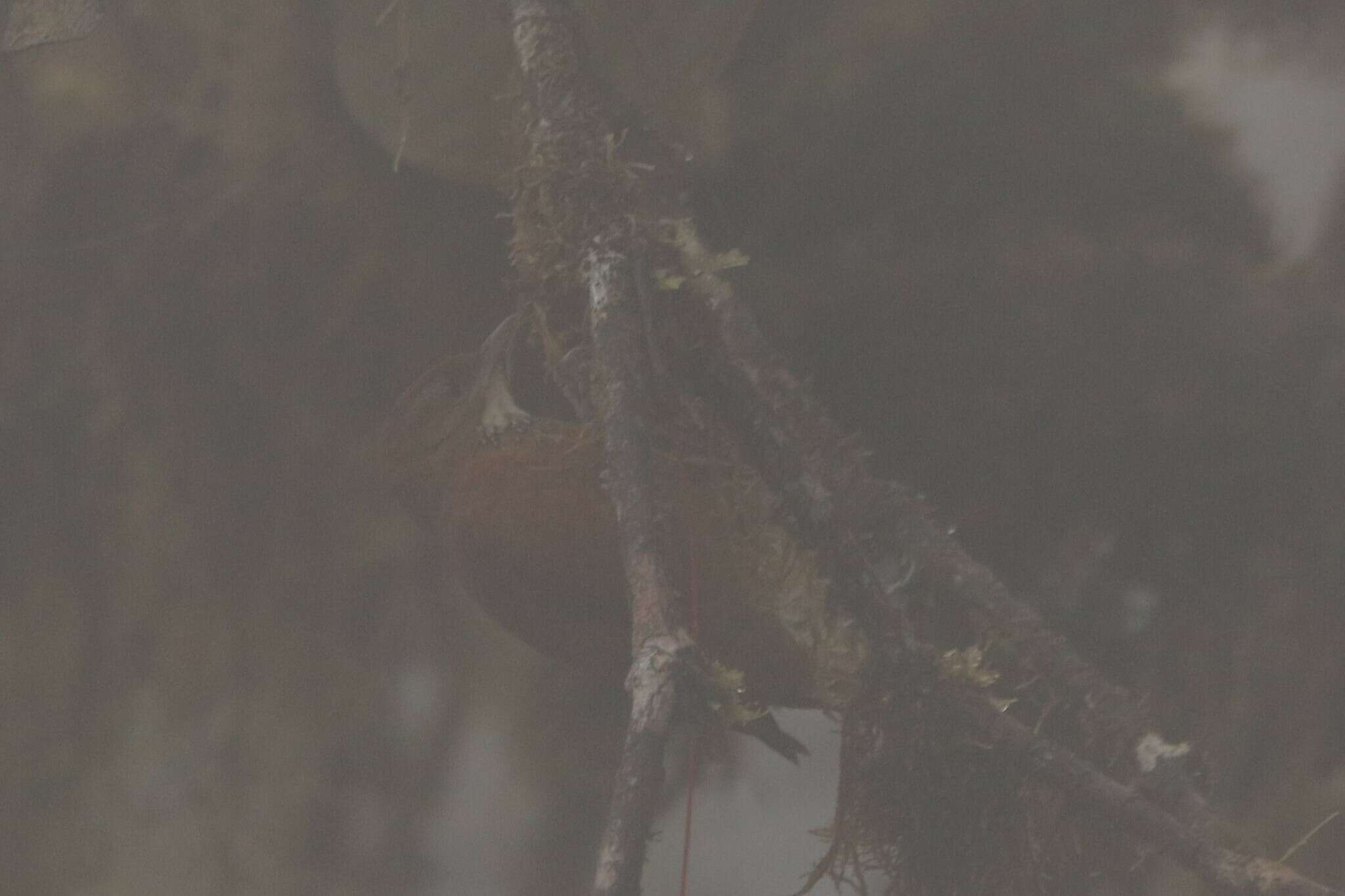 Image of Fulvous-dotted Treerunner