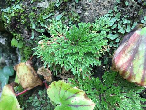 Image of resurrection plant