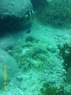 Image of Clark's anemonefish