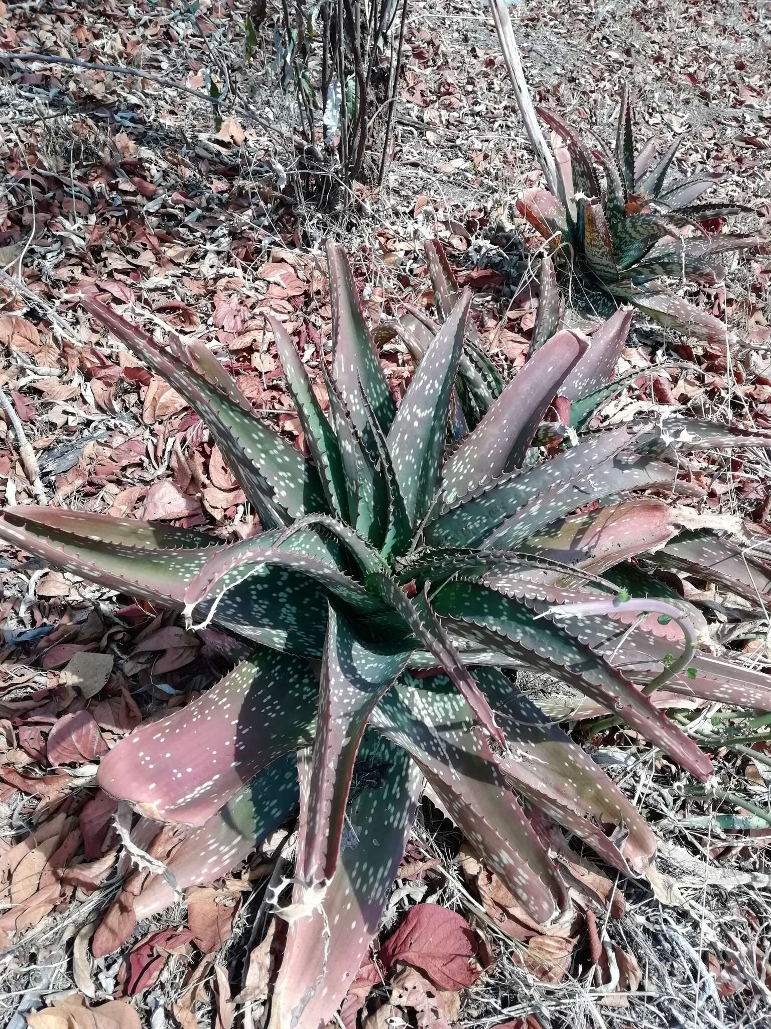 Image of Aloe dyeri Schönland