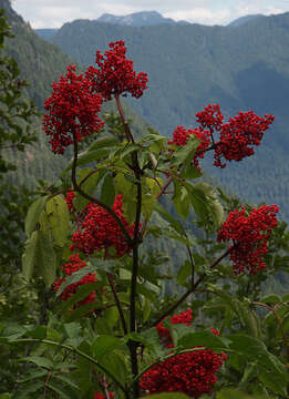 Image of red elderberry
