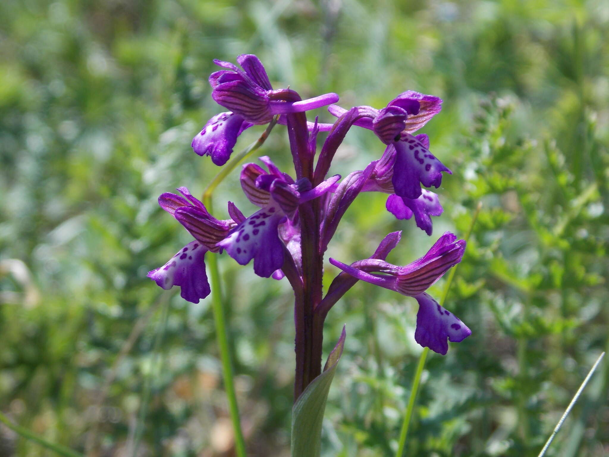 Image of Anacamptis morio subsp. picta (Loisel.) Jacquet & Scappat.