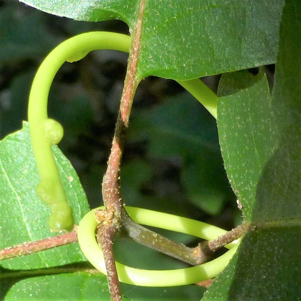 Image of tall dodder