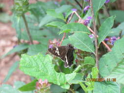 Image of Lobocla bifasciatus Bremer & Grey 1853