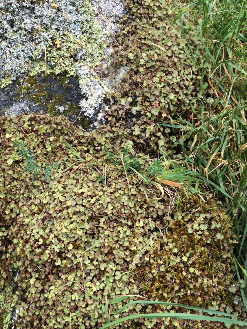 Imagem de Hydrocotyle moschata G. Forster