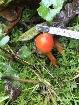 Image of Hygrocybe insipida (J. E. Lange) M. M. Moser 1967