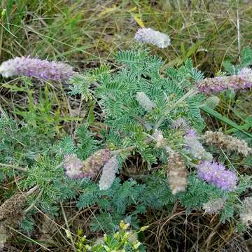 Image of silky prairie clover