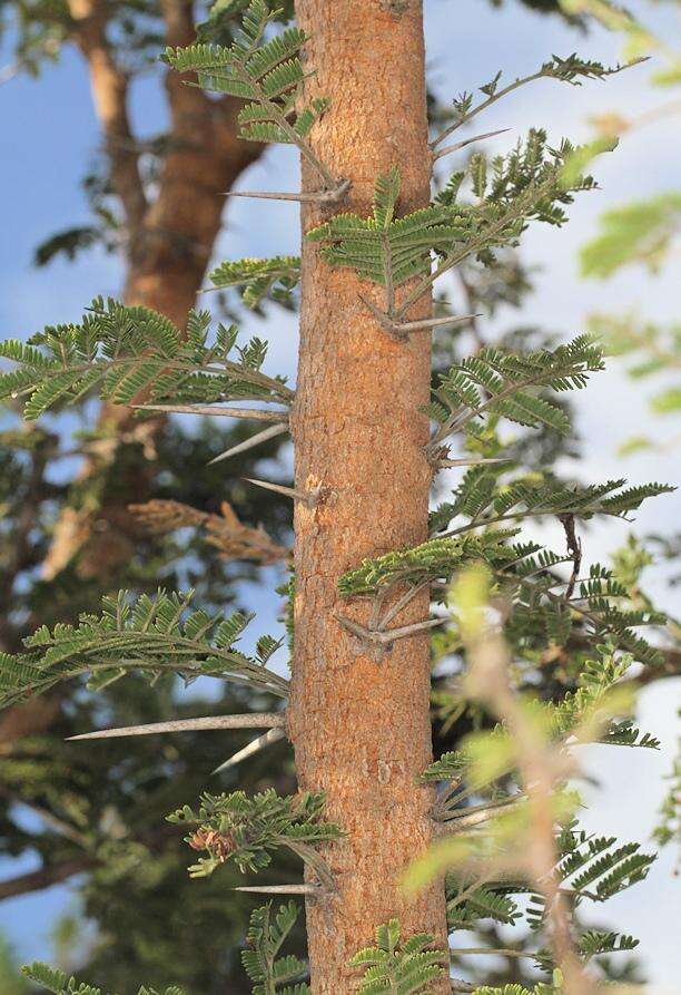 Image of Vachellia gerrardii (Benth.) P. J. H. Hurter