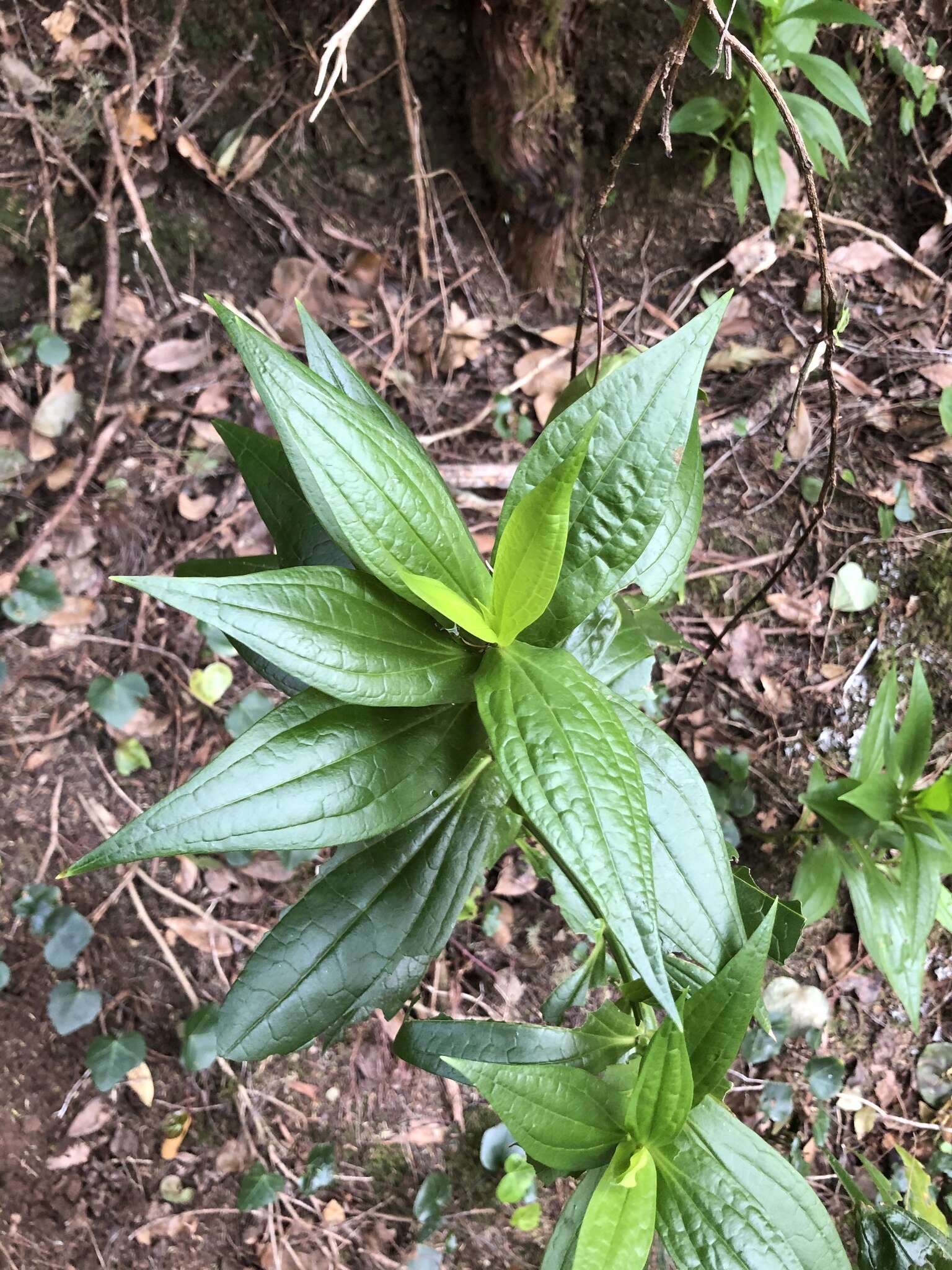 Image de Ixanthus viscosus (Ait.) Griseb.