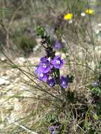 Image de Scutellaria wrightii A. Gray