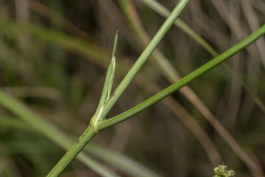 Image de Scaligeria napiformis (Willd. ex Spreng.) Grande