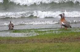 Image of Ashy-headed Goose