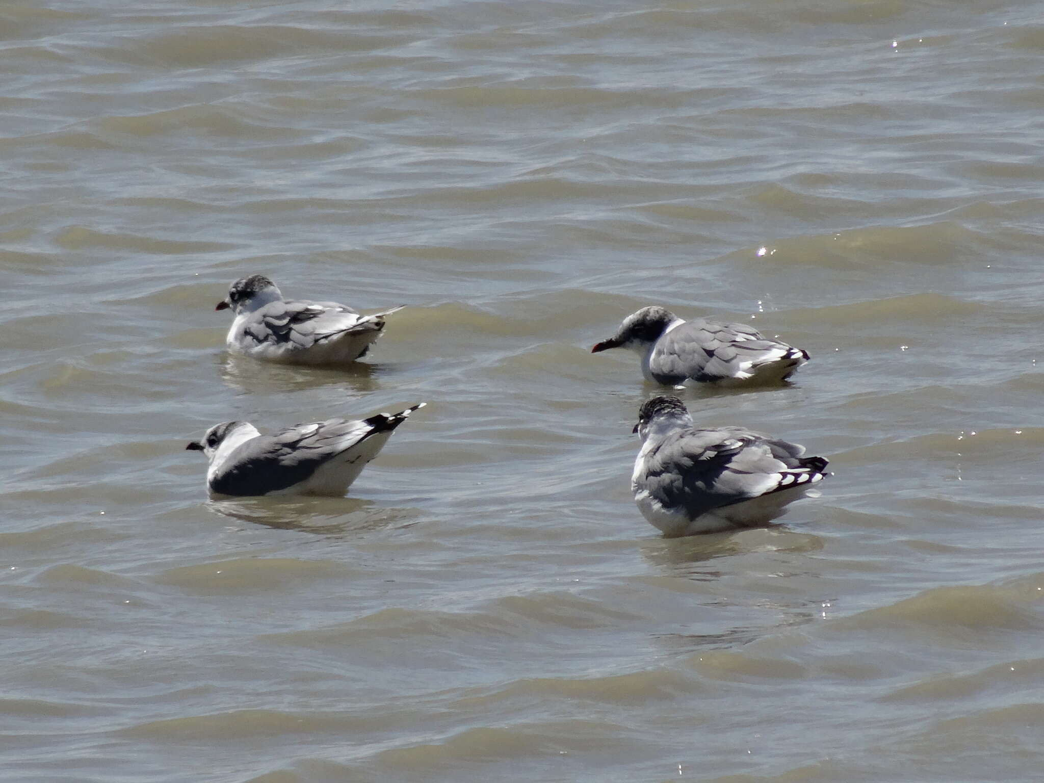 Image of Franklin's Gull