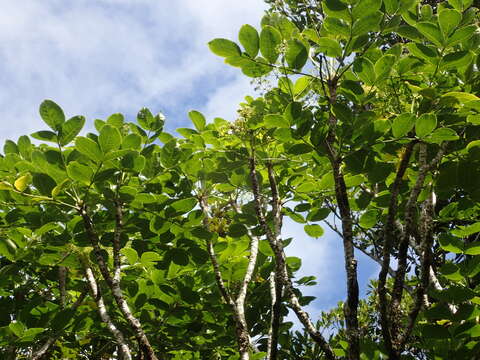 Image of Polyscias repanda (DC.) Baker