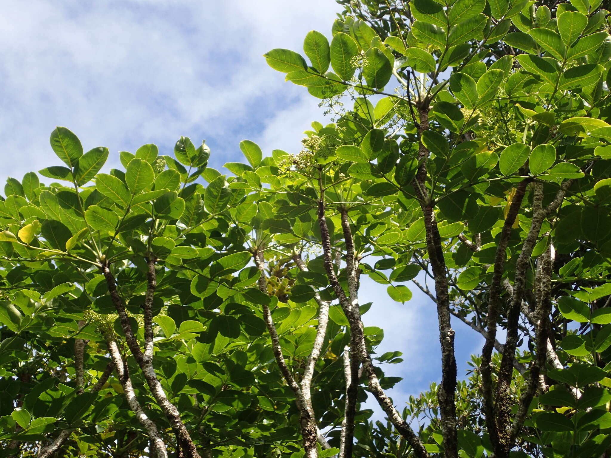 Image of Polyscias repanda (DC.) Baker