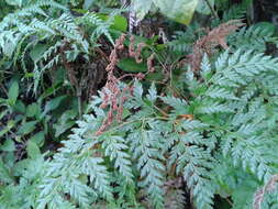 Image of pineland fern