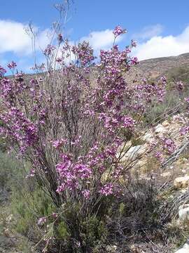 Image of Polygala myrtifolia var. pinifolia (Lam. ex Poir.) J. A. R. Paiva