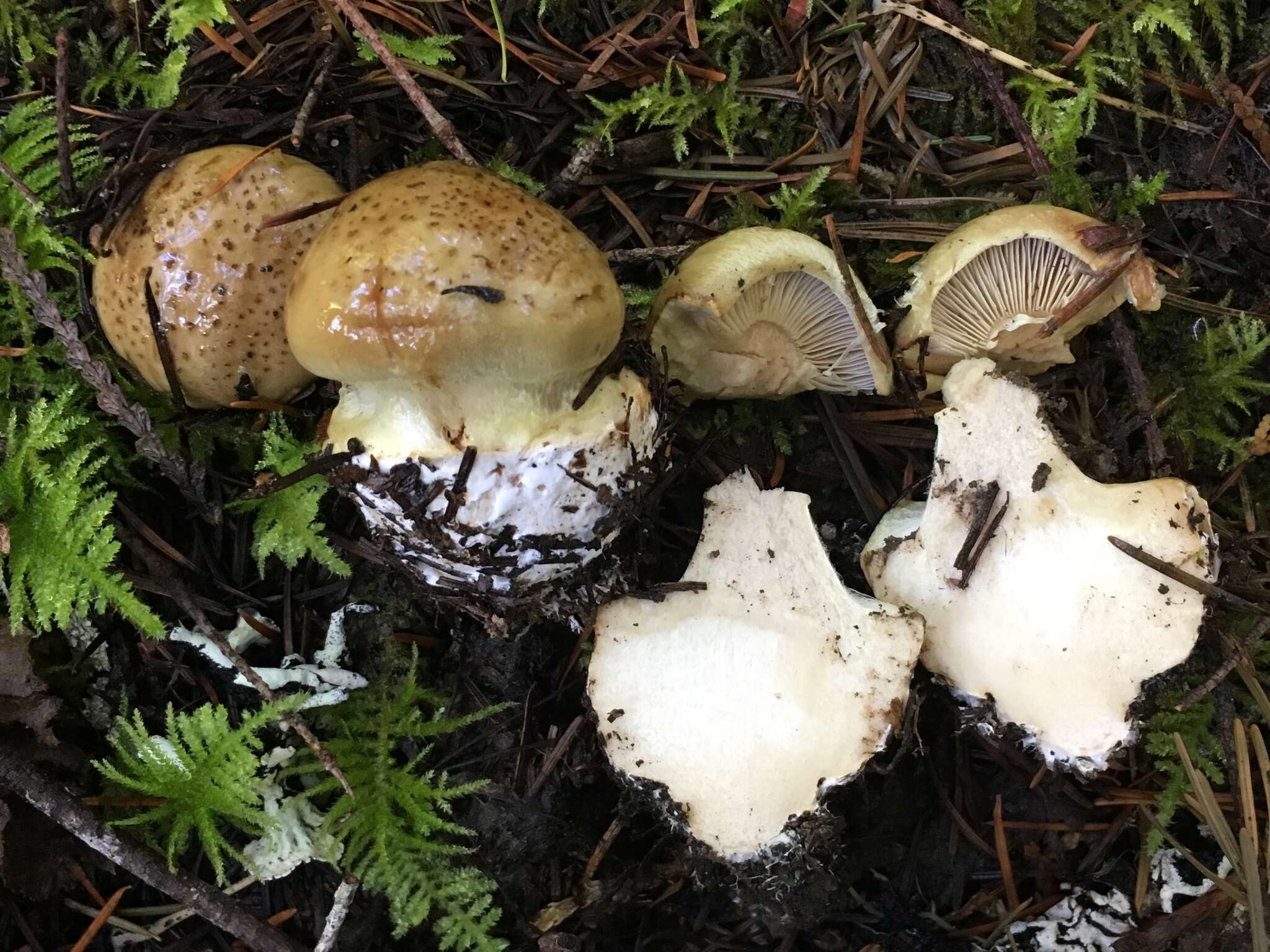 Image of Cortinarius luteicolor Ammirati, Bojantchev, Niskanen & Liimat. 2014