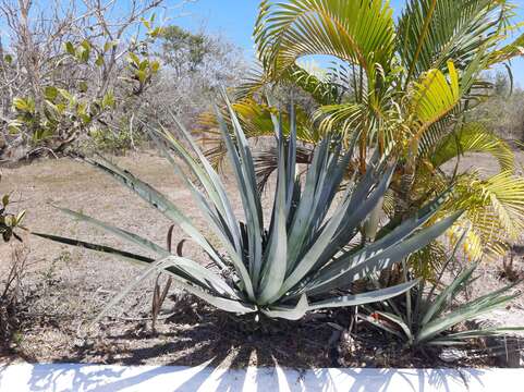 Image of tequila agave