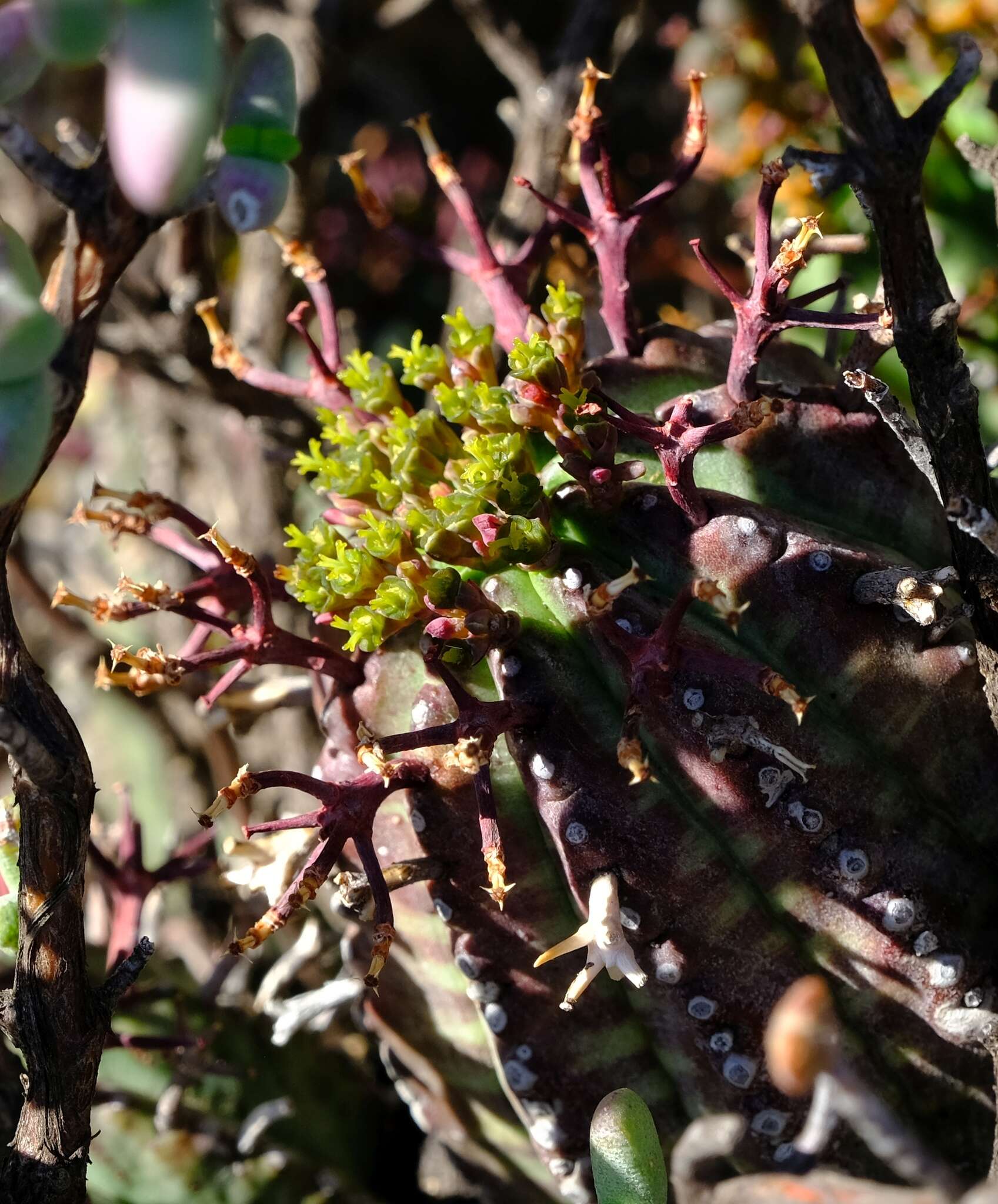 Image of Euphorbia pillansii N. E. Br.
