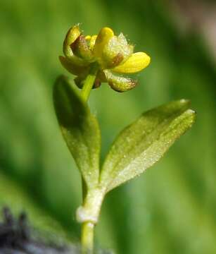 Image of pygmy buttercup