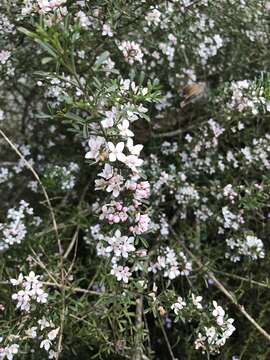 Image de Cyanothamnus anemonifolius subsp. variabilis