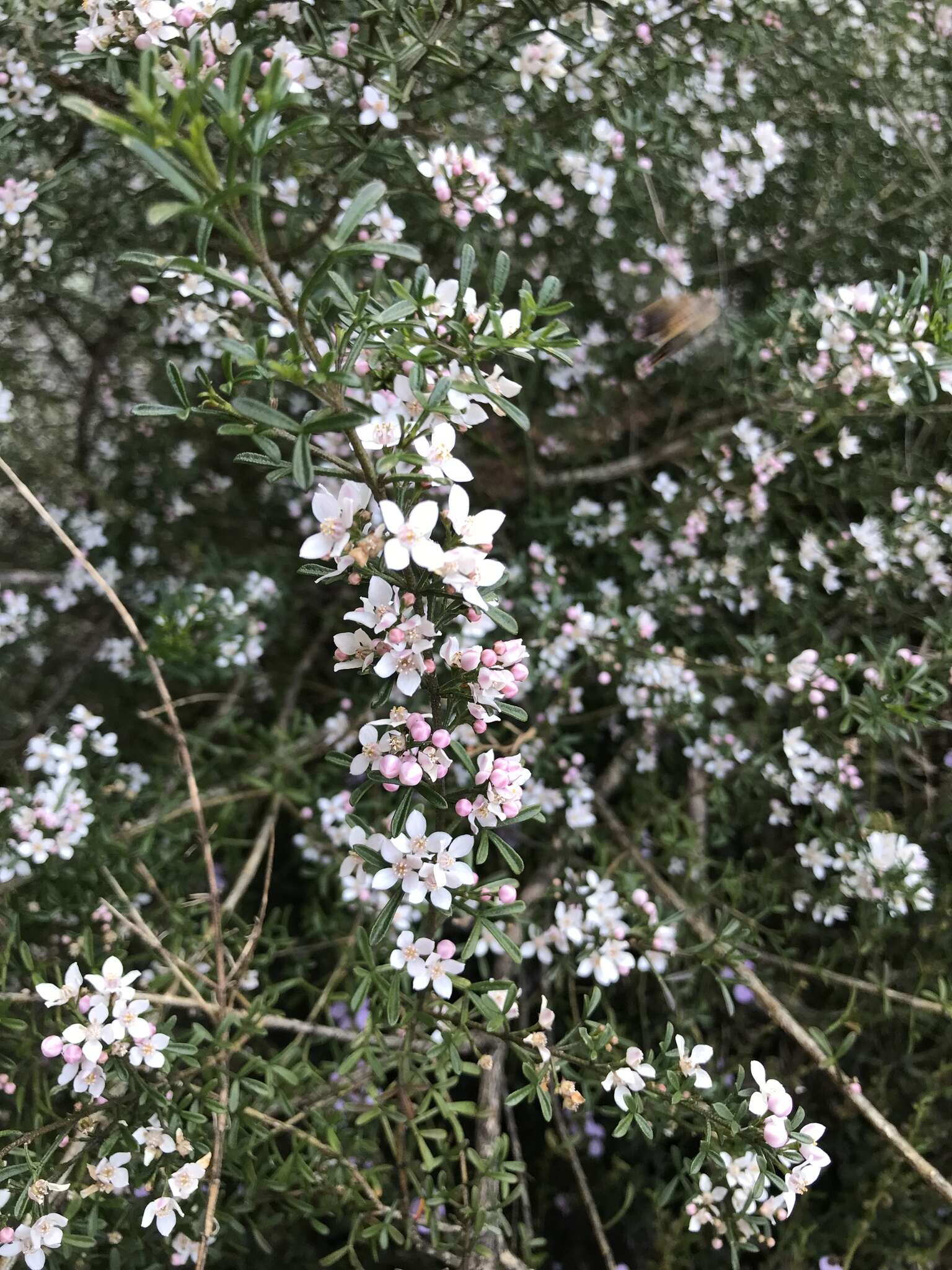 Image of Cyanothamnus anemonifolius subsp. variabilis