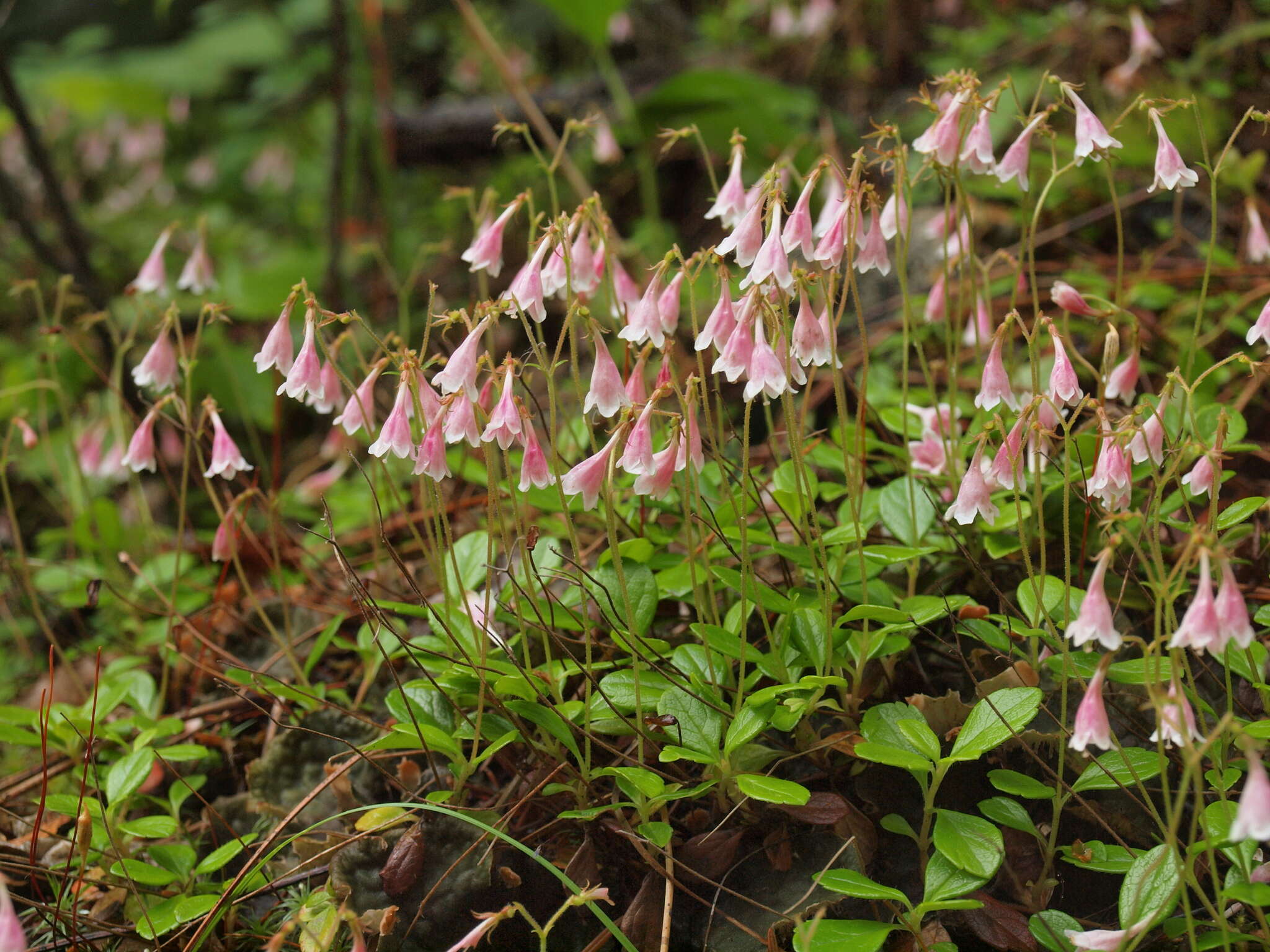 Image de Linnaea borealis L.