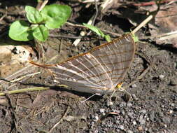 Image of Marpesia harmonia Klug 1836