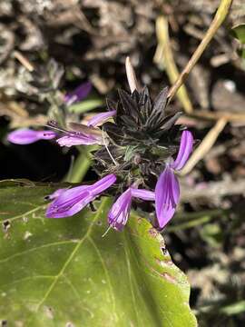 Plancia ëd Dicliptera clinopodia Nees