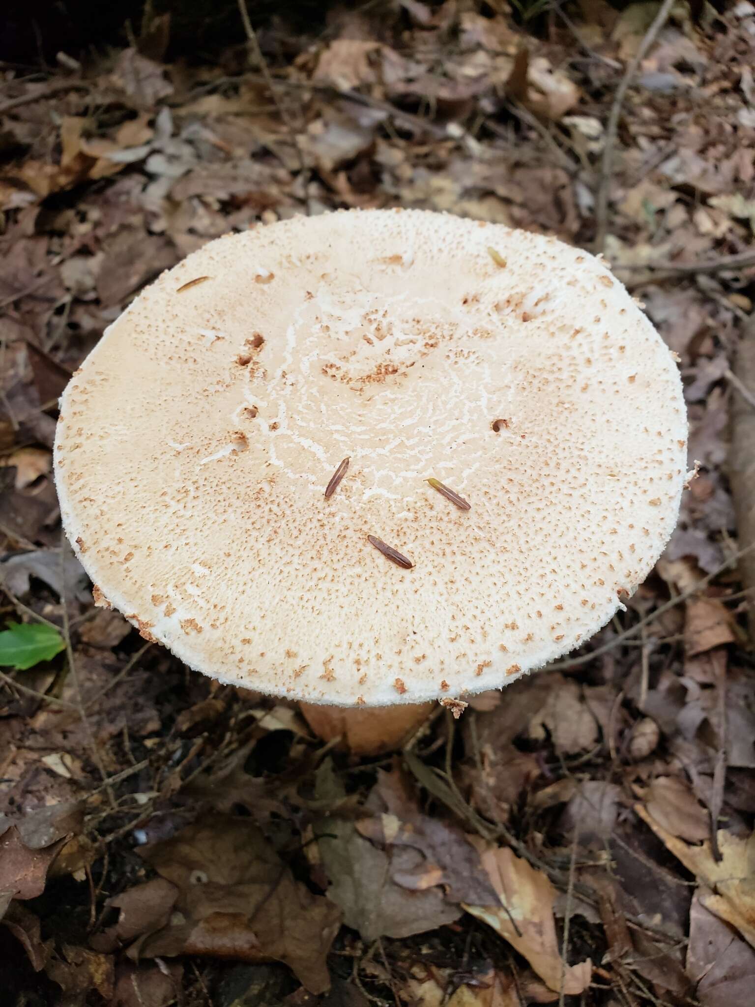 Plancia ëd Amanita daucipes (Sacc.) Lloyd 1898