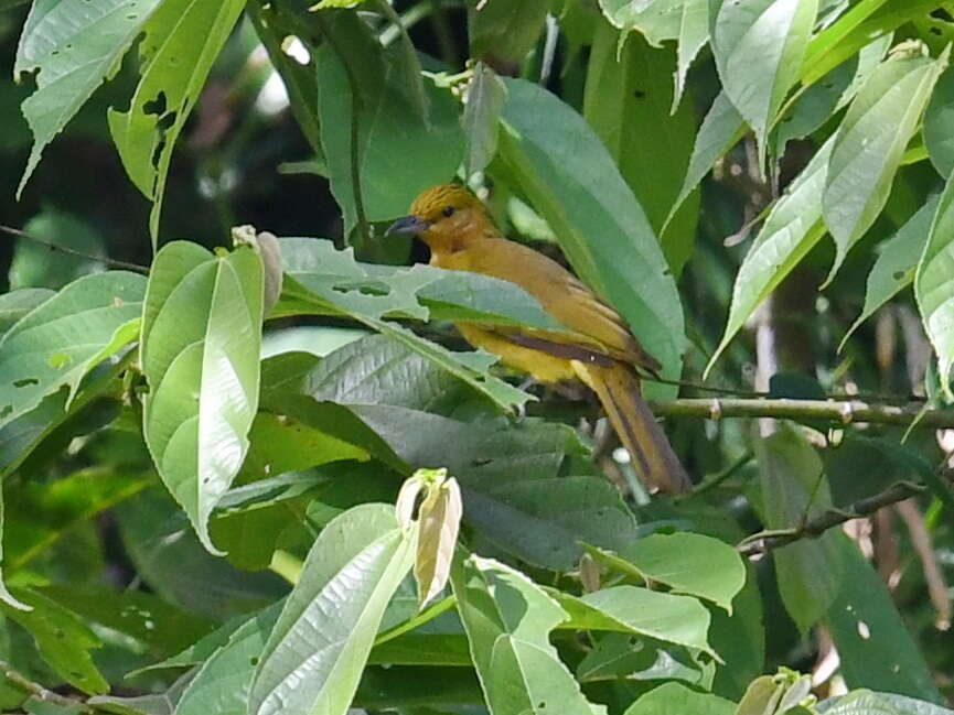 Image of Yellowish Bulbul