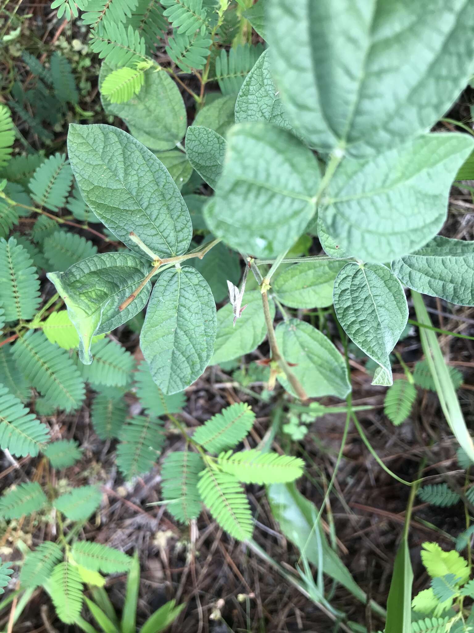 Слика од Rhynchosia tomentosa (L.) Hook. & Arn.