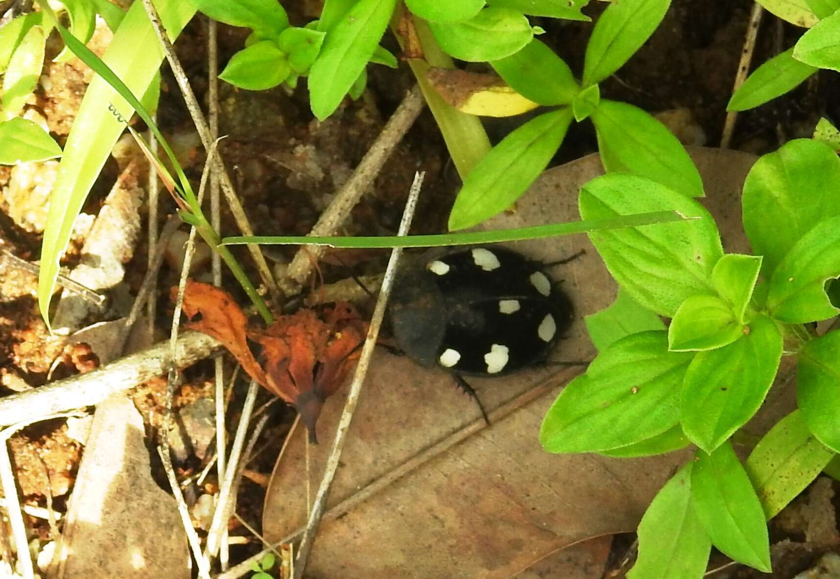 Image of Indian Domino Cockroach
