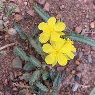 Imagem de Corchorus asplenifolius Burch.