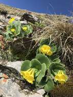 Image of Primula auricula L.