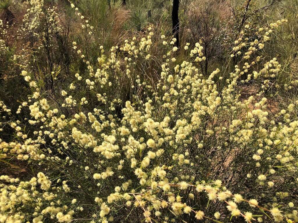 Image of broom honeymyrtle